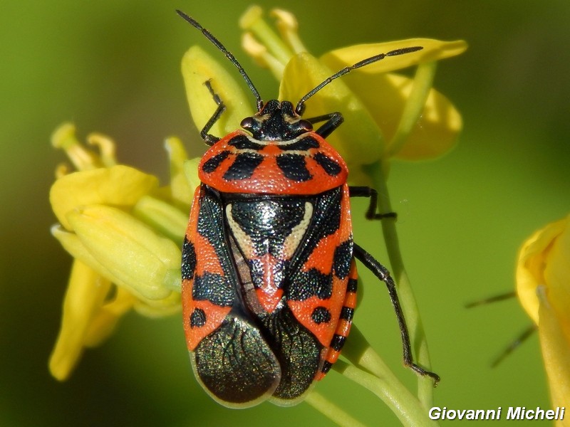 Pentatomidae del Parco del Ticino